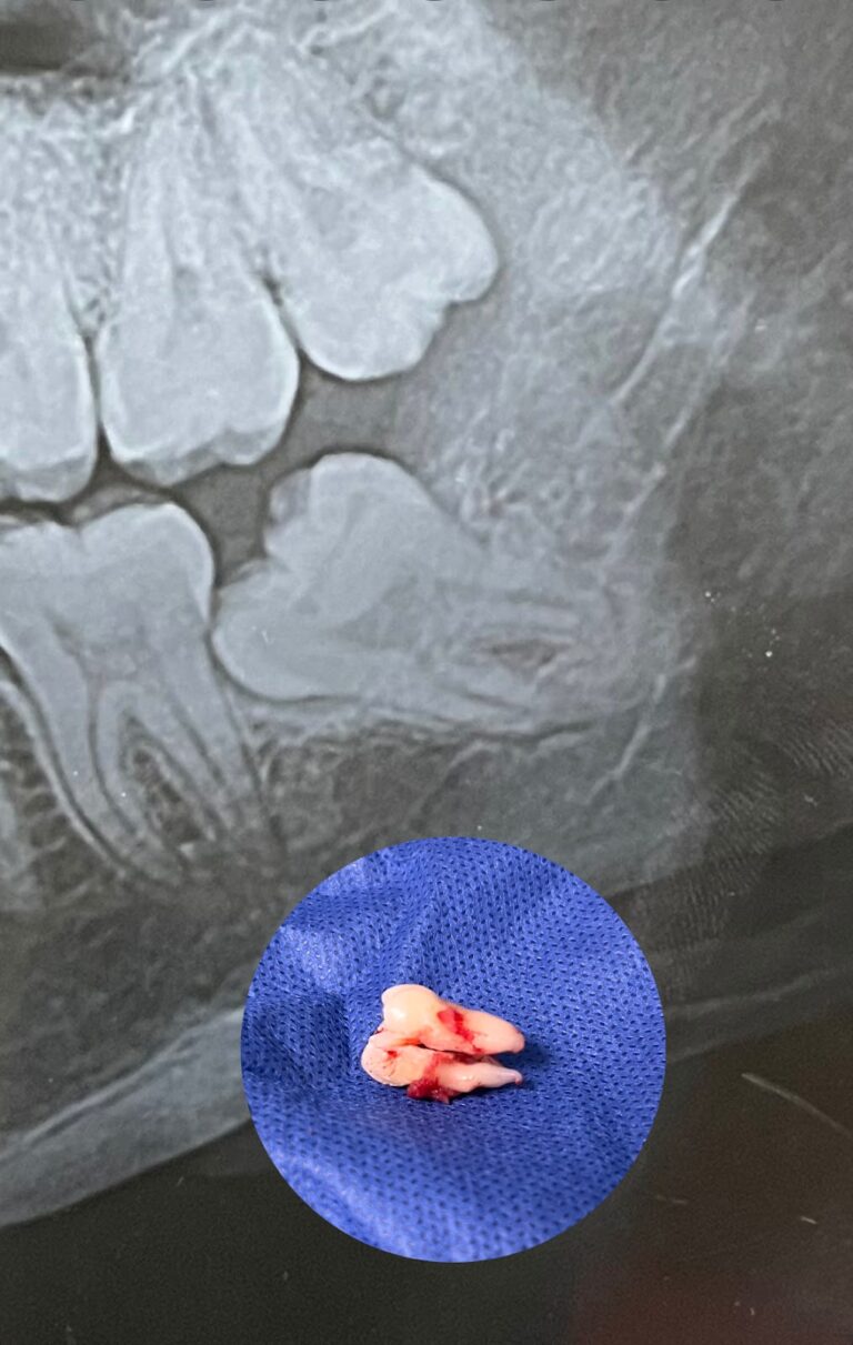 17419 cirujano dentista alba lopez cortez 768x1211