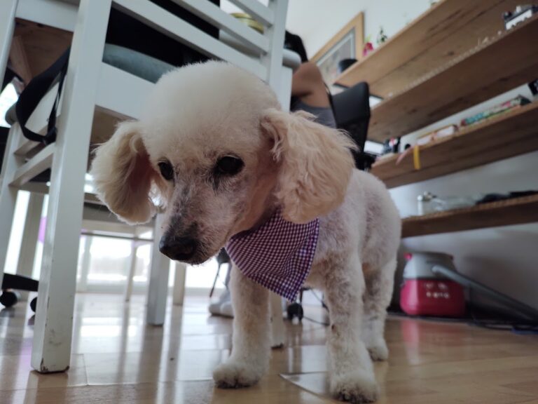 17592 animal care hospital veterinario 247 en aguascalientes 768x576