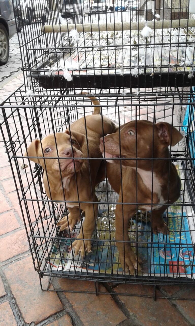 17667 veterinaria tapachula 768x1280