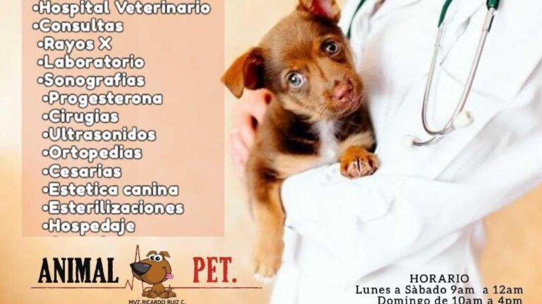 17685 veterinaria animal pet 768x432