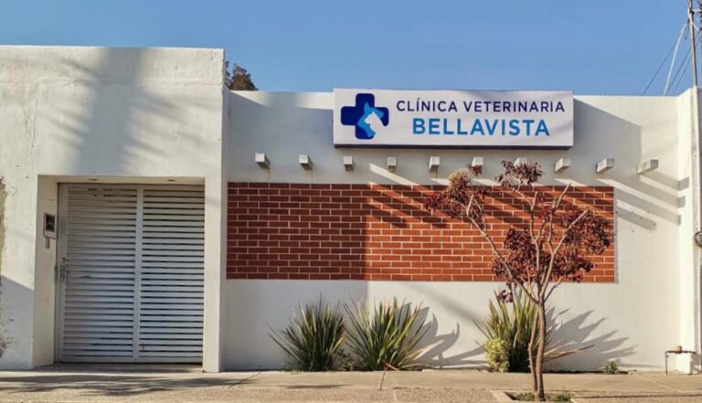 17756 clinica veterinaria bellavista 768x441