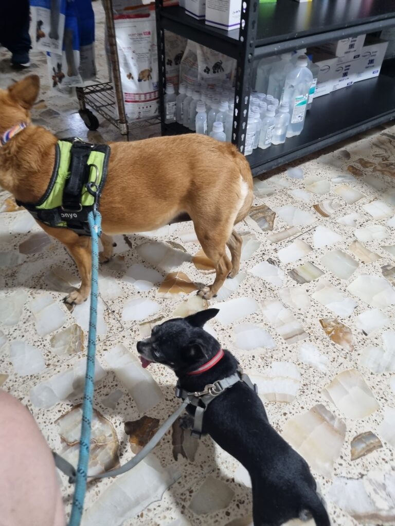 17768 hospital veterinario del valle 768x1024