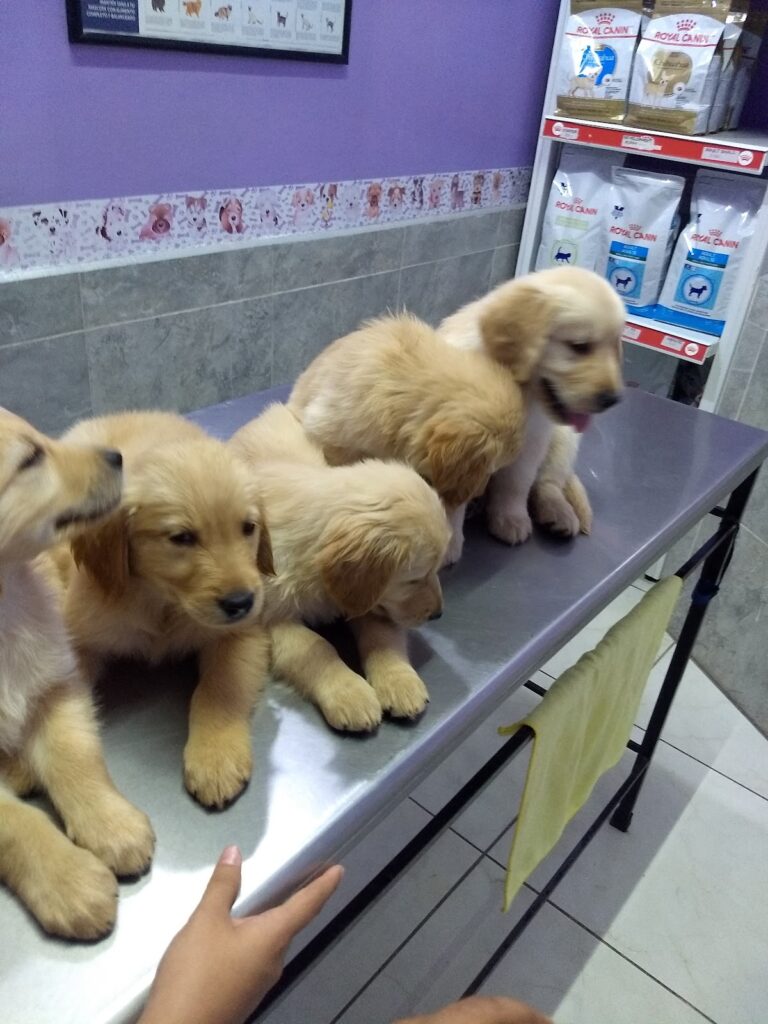 17772 servicios veterinarios zootecnistas 768x1024