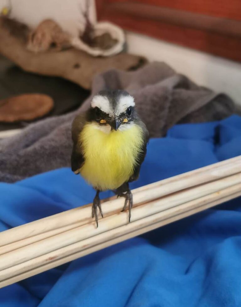 17816 consultorio veterinario zoo pets 768x978