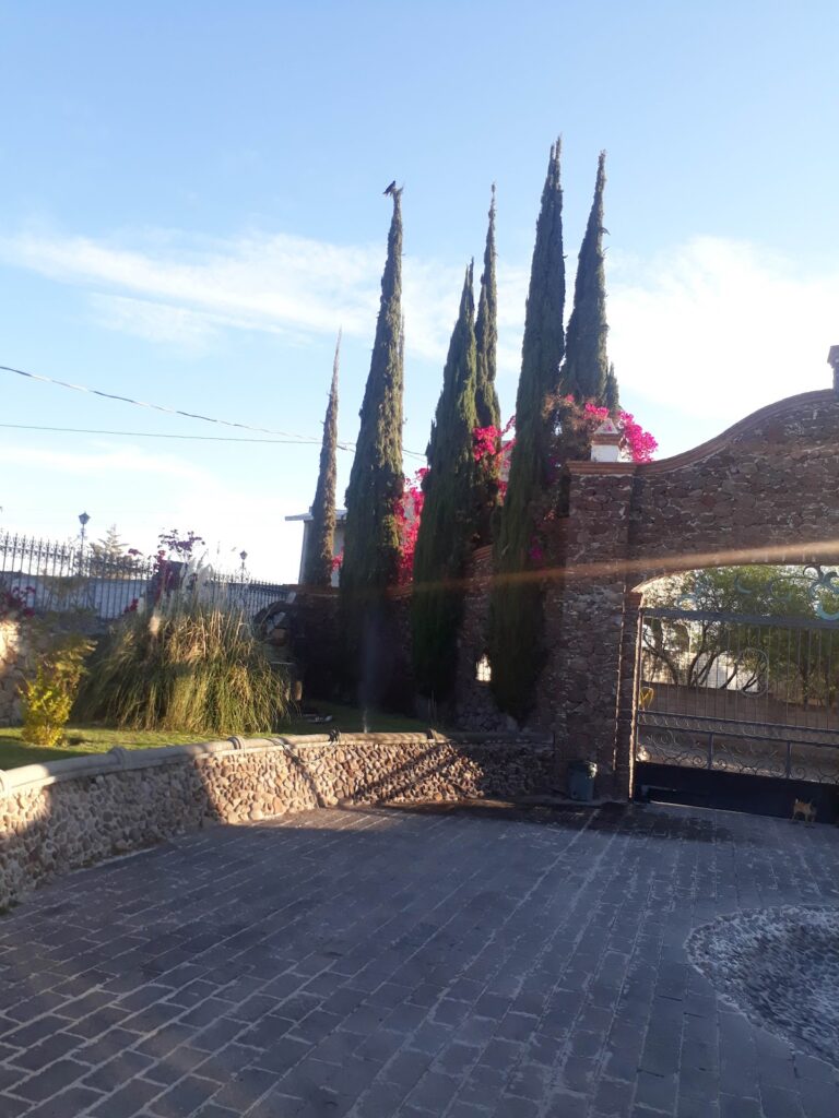 17948 hospital veterinario animal clinic 768x1024