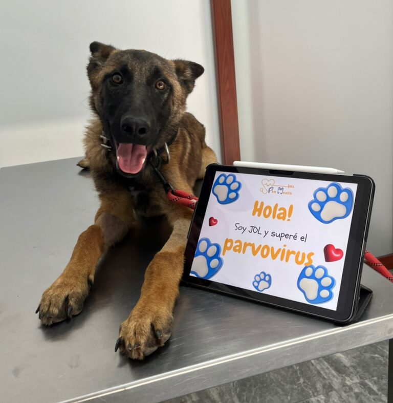 17968 clinica veterinaria paw health 24 horas 768x787