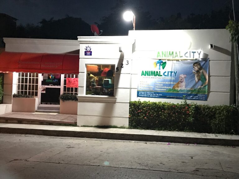 17970 animal city 768x576