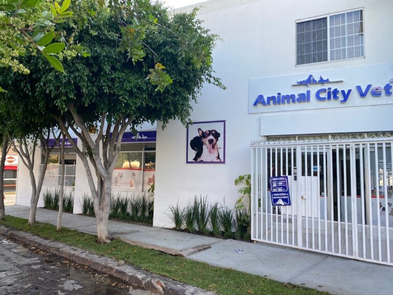 18000 hospital veterinario animal cityvet 768x576