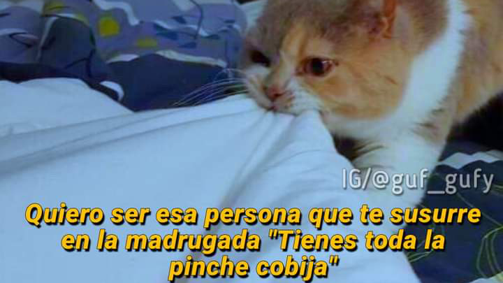 18019 mundo animal reynosa