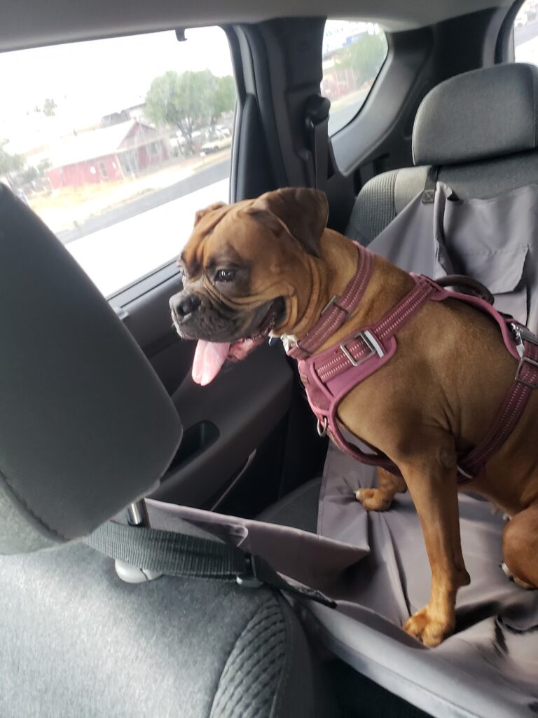 18050 veterinaria palacios 768x1024