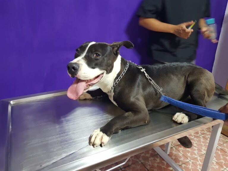 18052 urgencias veterinaria xalapa 768x576