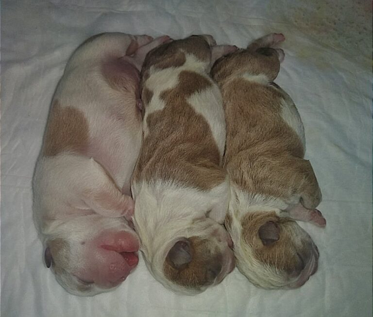 18056 consultorio veterinario wameru 768x653