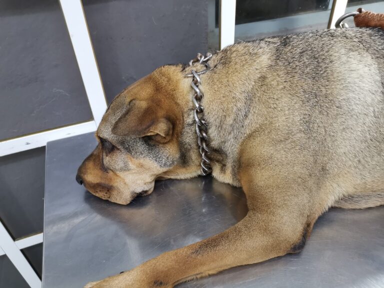 18064 veterinaria la granja 768x576