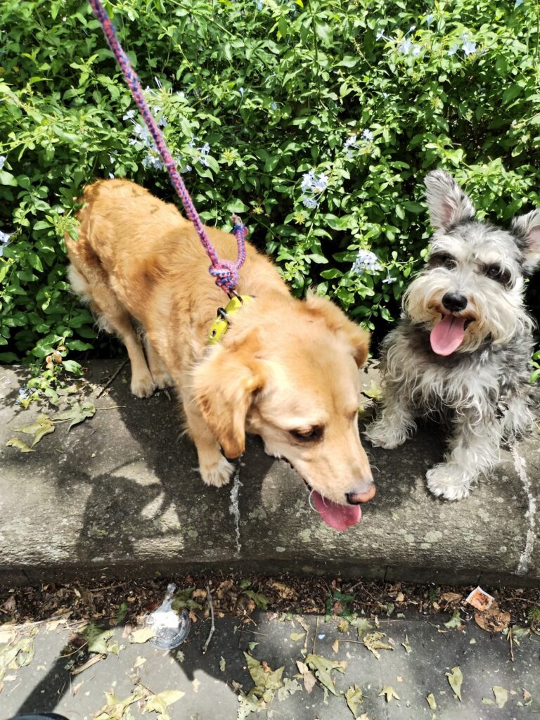 18070 clinica veterinaria de especialidad 768x1024