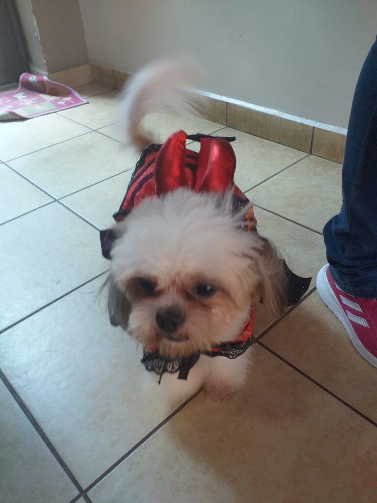 18072 animalia 768x1024