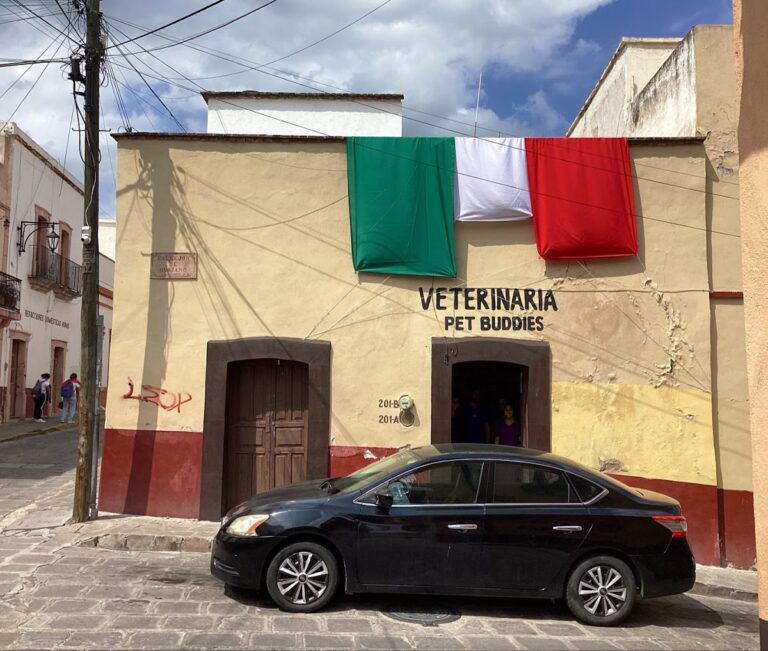 18085 veterinaria pet buddies 768x651