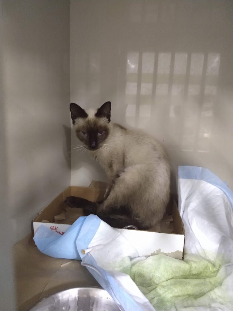 18087 centro veterinario zoomania 768x1024