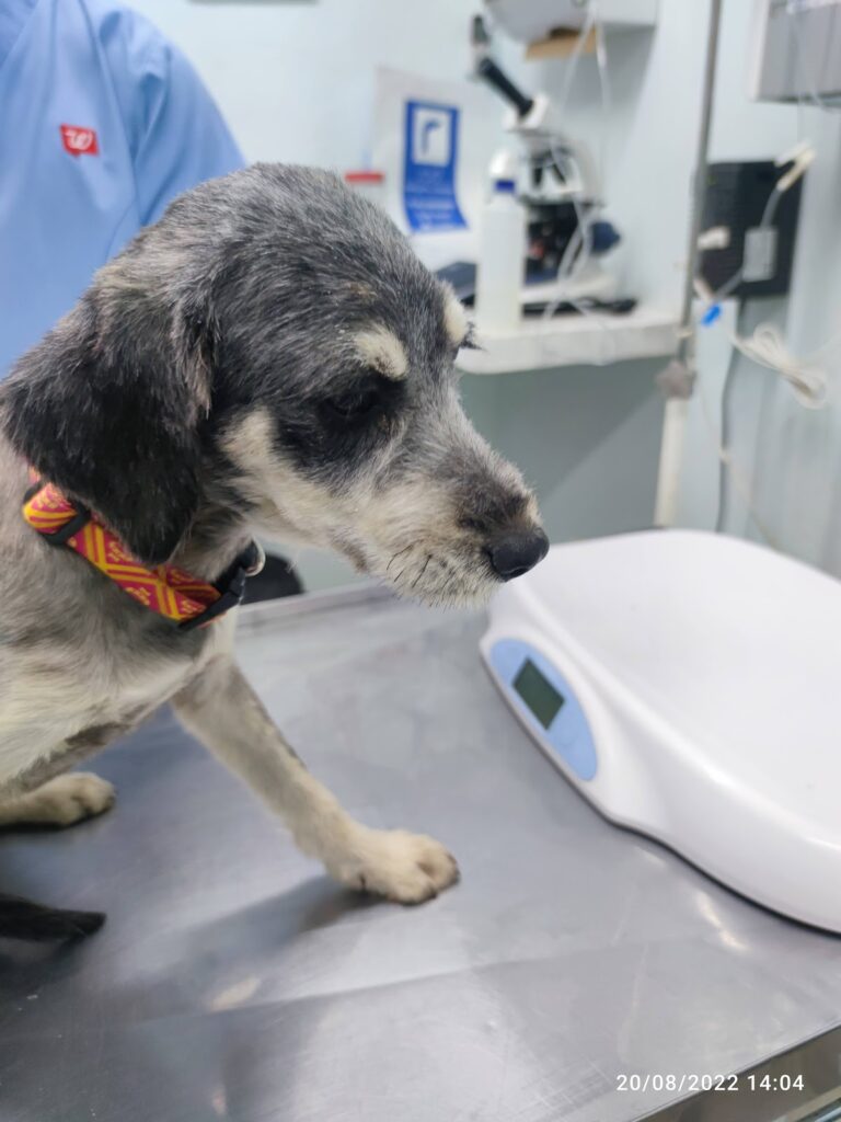 18093 hospital veterinario de oriente 768x1024