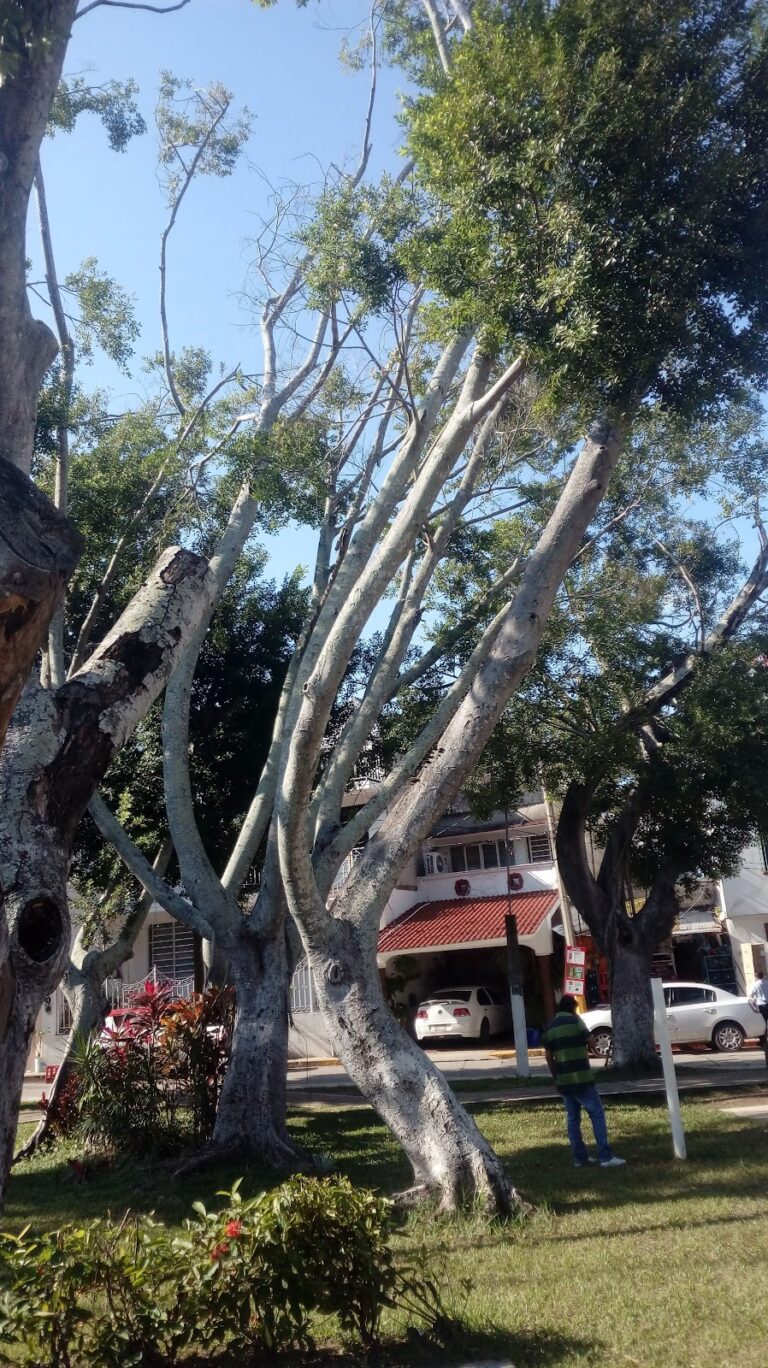 26950 gnp seguros supervisoria villahermosa 768x1368