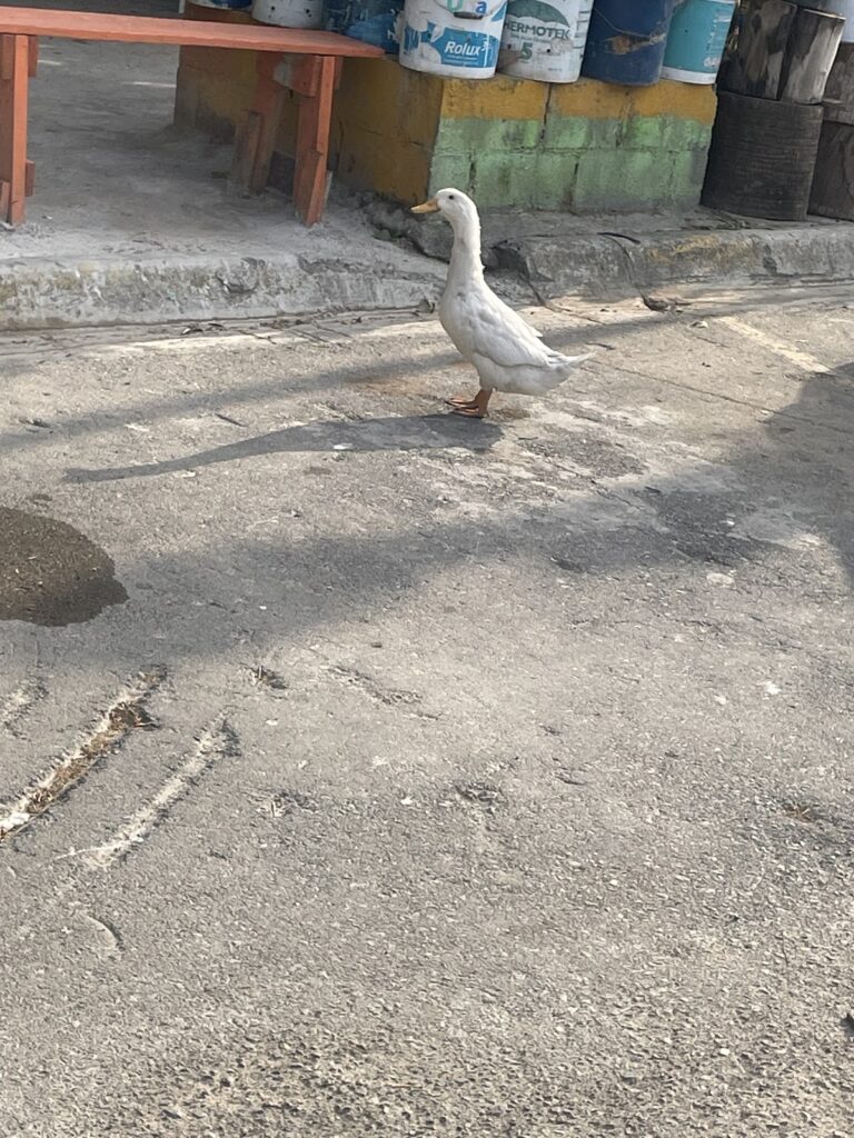 28690 escuela de manejo advance guadalupe 768x1024