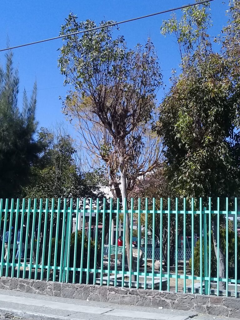 30132 primaria mexico 768x1024