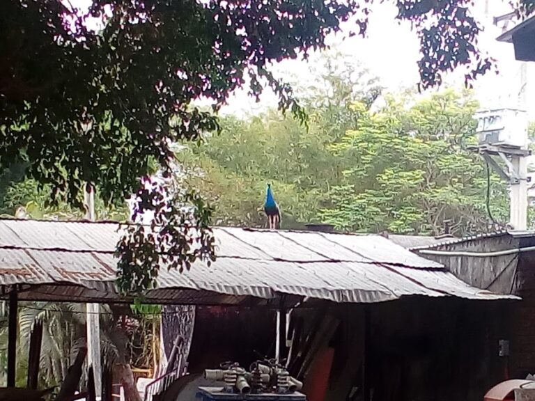 3443 constructora los senderos 768x576