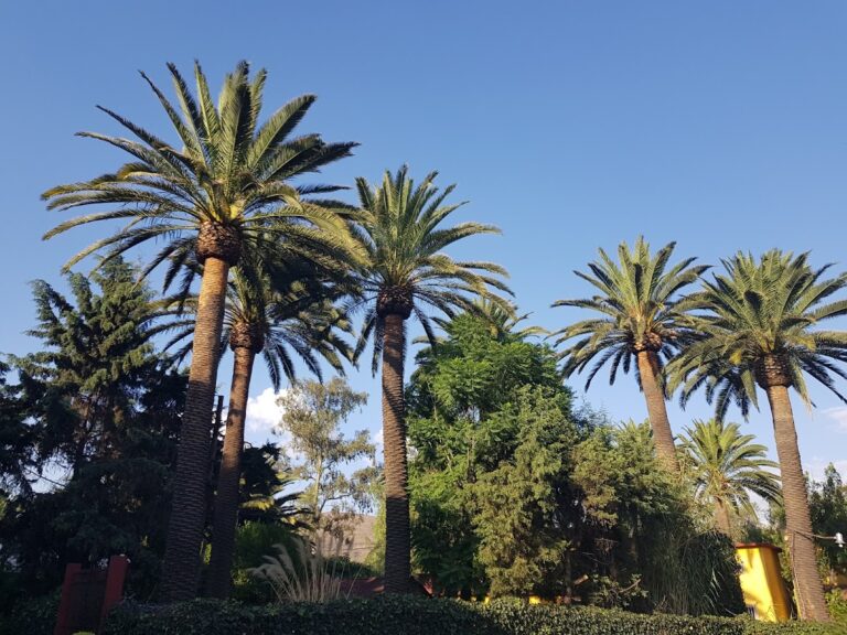 45136 hermoso jardin 768x576