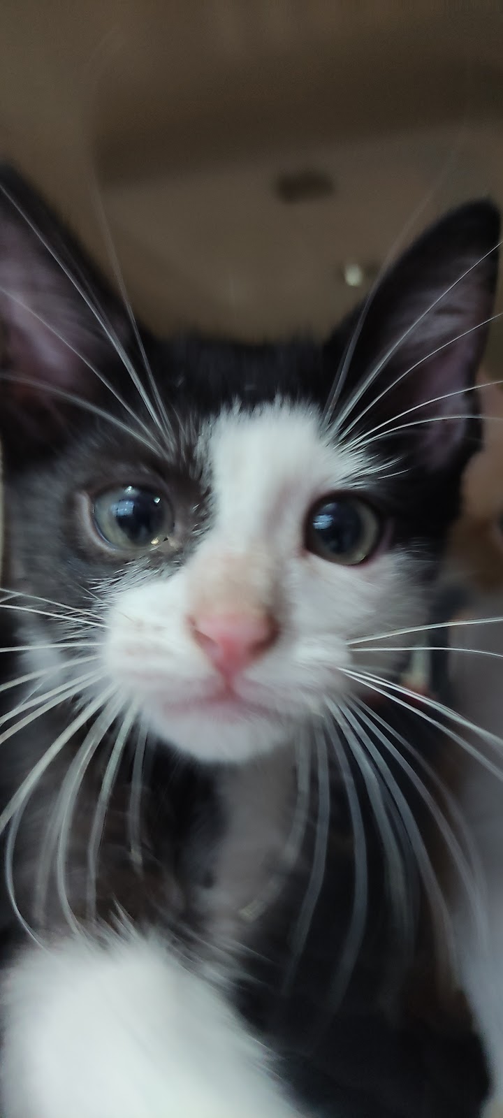 48287 alpool bisuteria