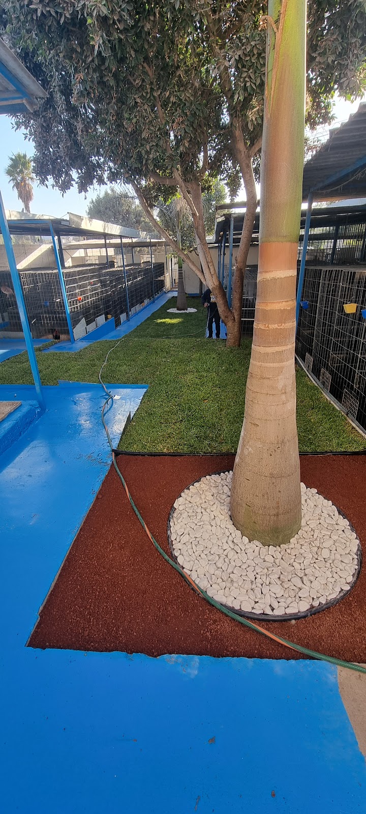 50411 vivero bugambilias