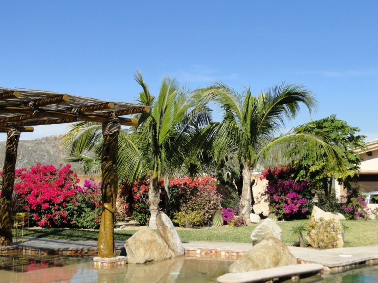 50417 los cabos landscaping 768x576