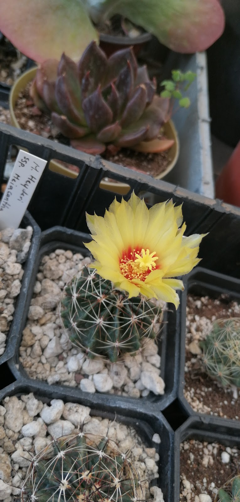 50431 jla vivero de cactus