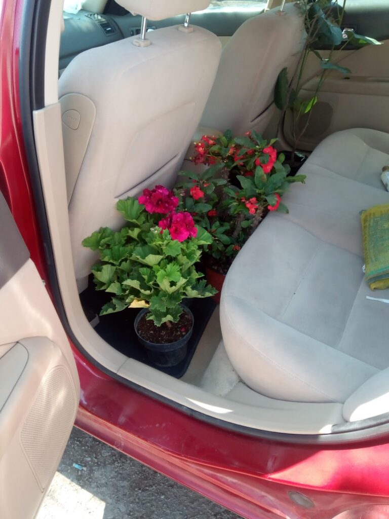 50537 vivero cisneros 768x1024