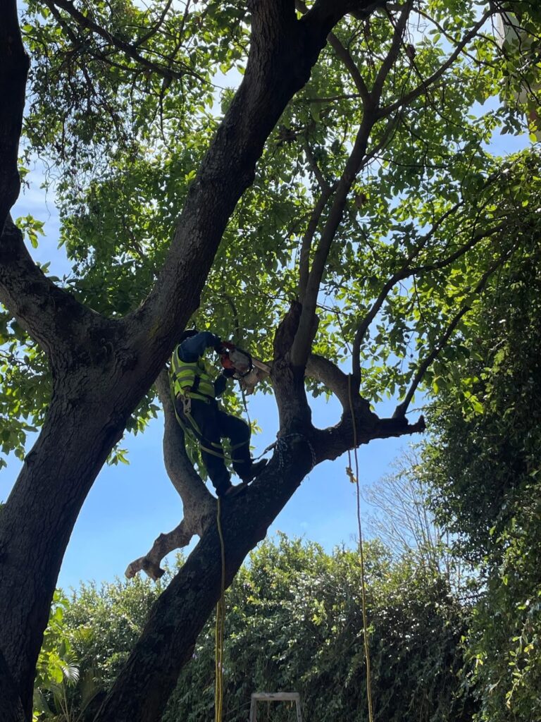 50639 jardineria vancouver 768x1024