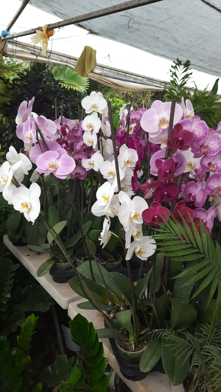 50648 viveros villanueva 768x1365