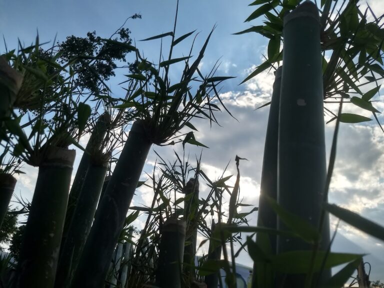 50702 vivero alejandros y jardines verticales natural green 768x576