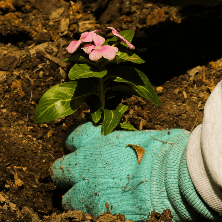 50722 la vida verde jardineria sistema de riego y diseno poda de arboles limpieza de terrenos paisajismo queretaro 768x768