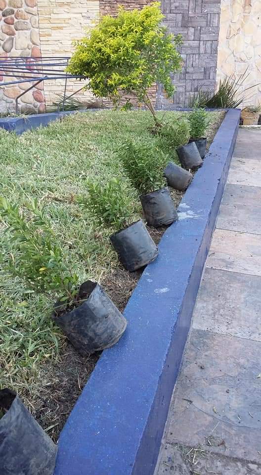 50764 little gardenjardineria pepe