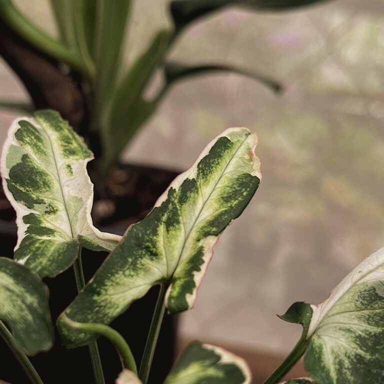 50811 balvina 768x768