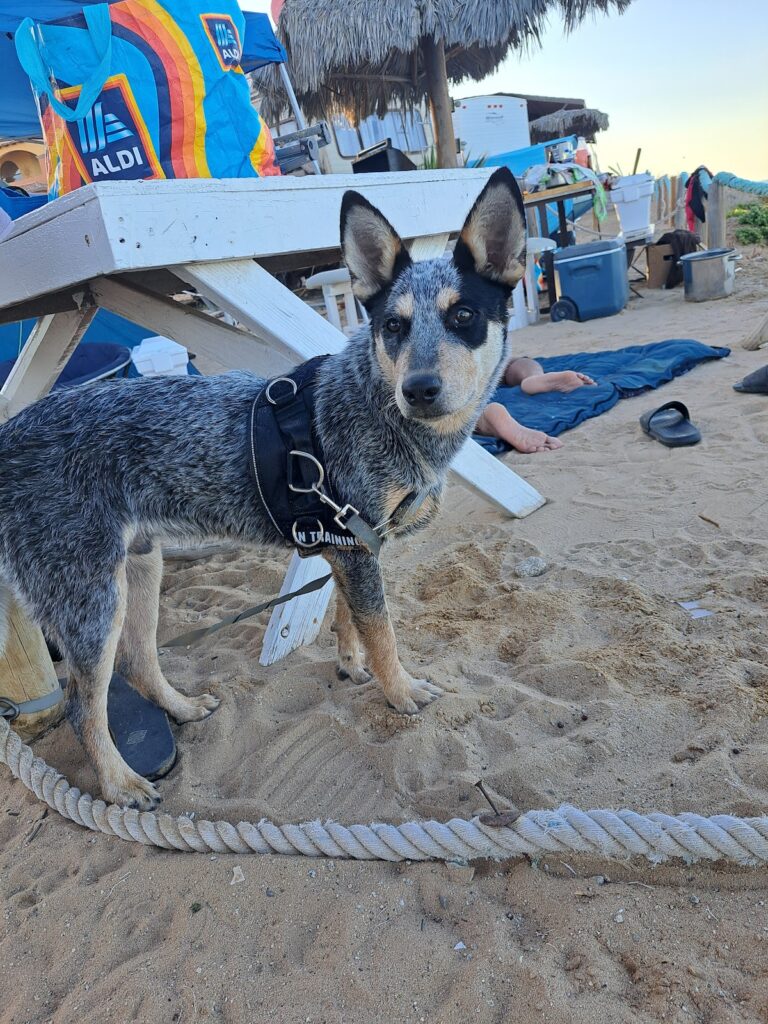 51313 my healthy pet 768x1024