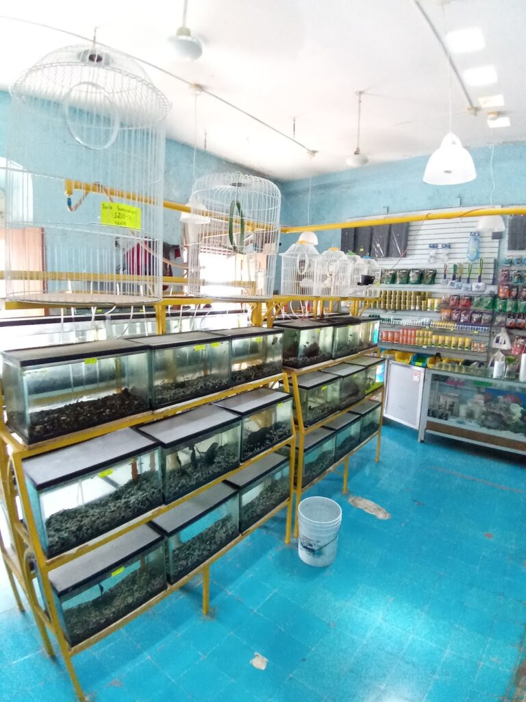 51354 acuafauna 768x1024