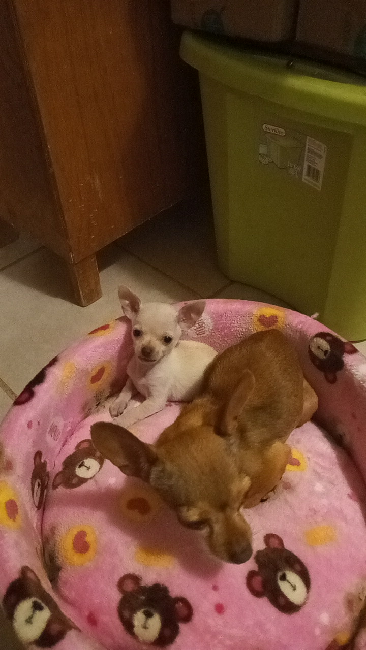 51383 oh my dog saltillo