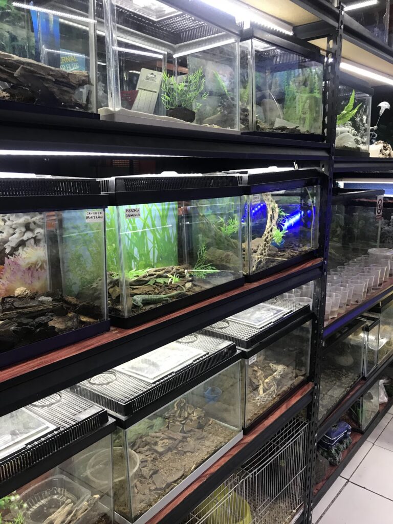 51393 mascotas 768x1024