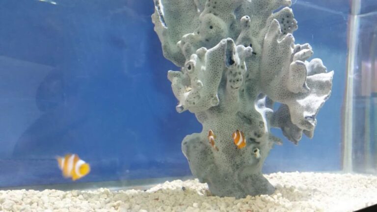 51403 patlan peces acuarios 768x432