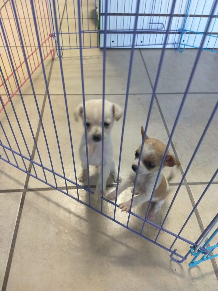 51405 habitat laguna 768x1024