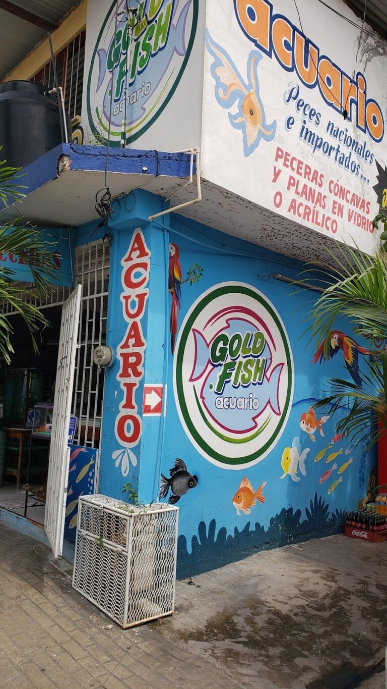 51407 goldfish acuario y mascotas 768x1365