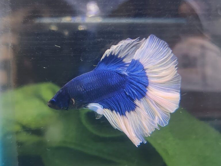 51482 tienda de mascotas el rey del faisan 768x576