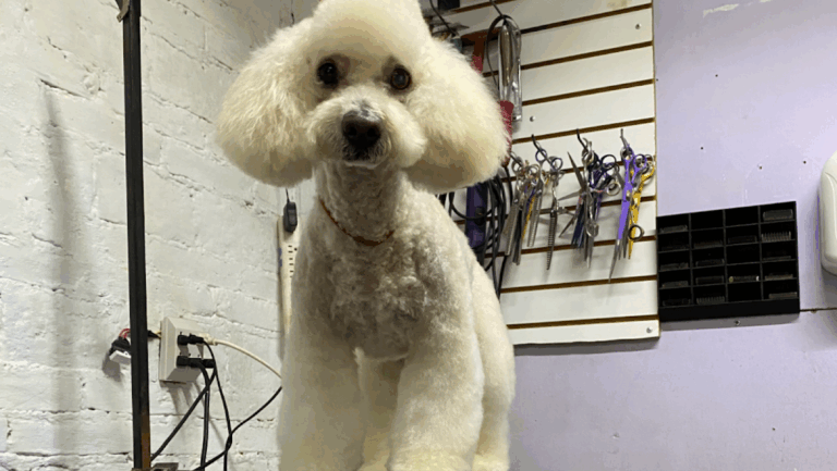 51509 estetica canina koko wash chilpancingo 768x433