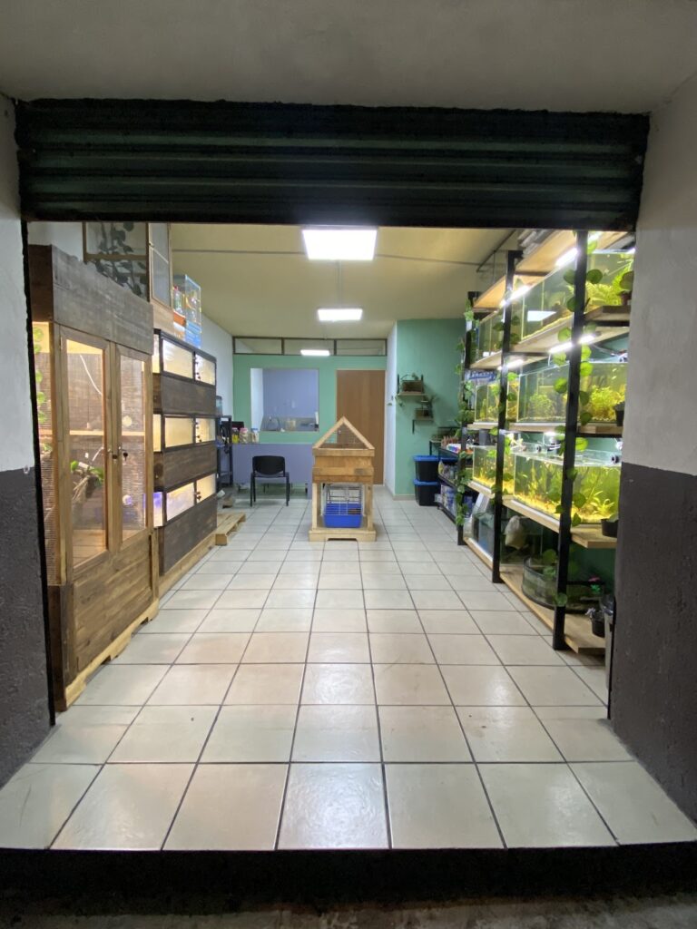 51572 animal queen 768x1024