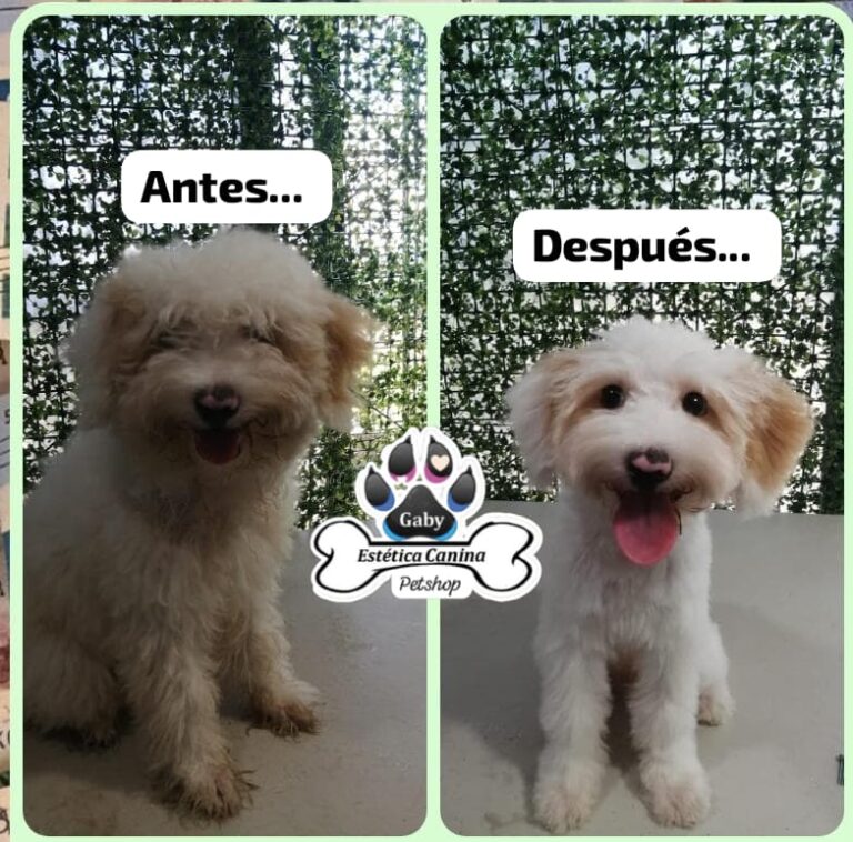 51602 pet shop y estetica canina gaby 768x758