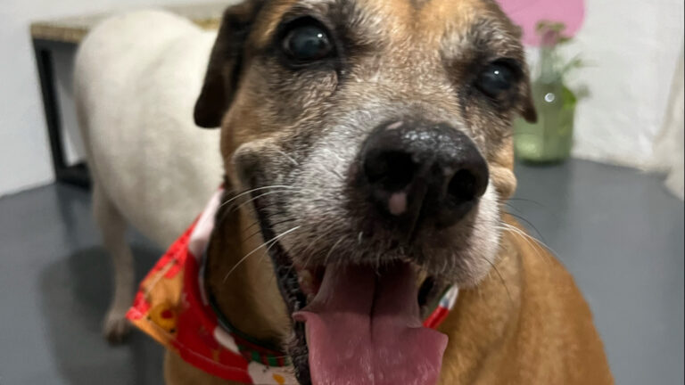 51604 bubbles whiskers 768x432